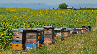 Платформата Истински мед изчисли стойността на опрашването 