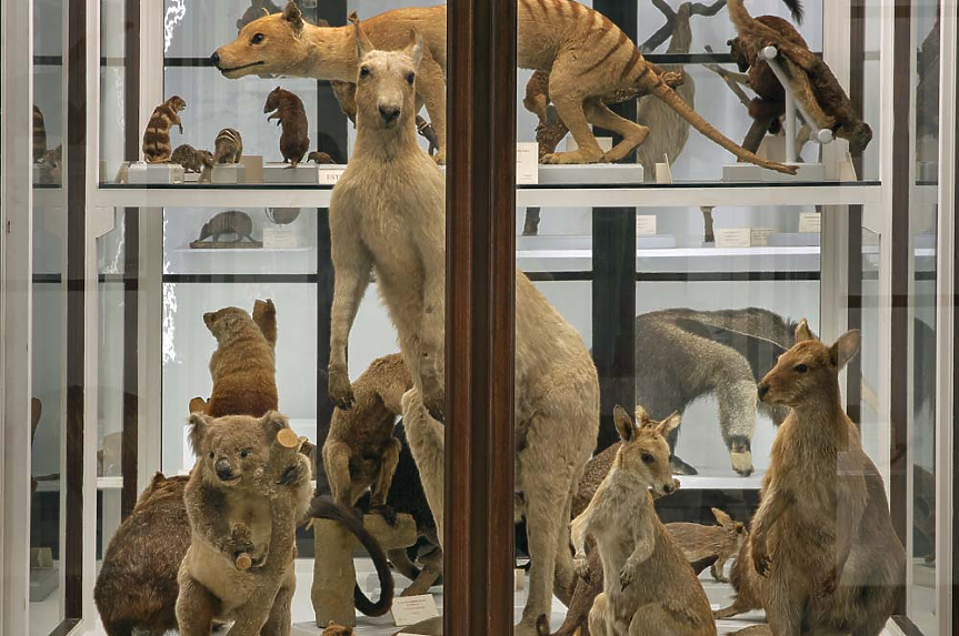Във Флоренция има музей на препарирането - La Specola. Той разполага с най-голямата колекция от восъчни анатомични фигури в света, както и изобилие от препарирани видове. Това е и най-старият обществен музей в Европа.