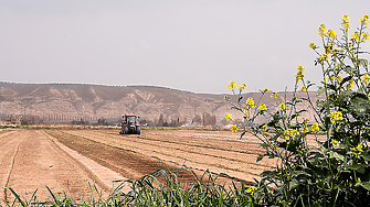 ЕК одобри държавна помощ за производители на зърнени и маслодайни култури