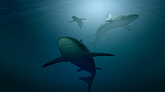 Фосил на древна акула разреши вековна мистерия