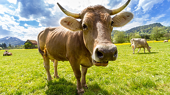 Колко струва най-скъпата крава в света?