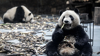 Център за развъждане на панди забрани достъпа на 12 туристи до живот
