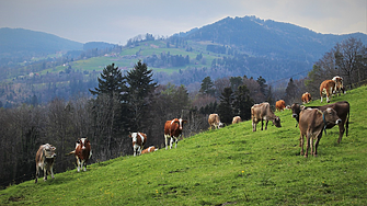 Първият въглероден данък върху добитъка ще струва на фермерите $100 на крава