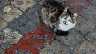 За колко дни ще стигнат запасите от бензин и дизел на България?