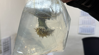 Уникален случай на контрабанда: 5 екзотични живи корала задържаха на Капитан Андреево (снимки)