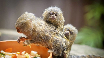 Природонаучният музей в Пловдив стана дом на най-малката маймунка в света (снимки)