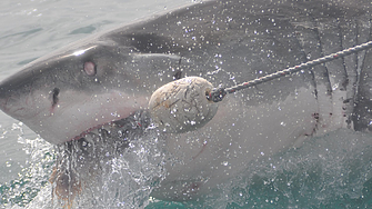 Защитени, но продавани на пазара: Големите бели акули изчезват от Средиземно море