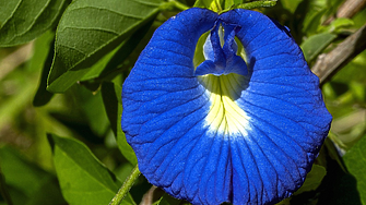 „Вълшебното“ синьо цвете, променящо съдбата на фермерите в Индия