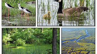 От Поморийското езеро до Сребърна: Българските влажни зони