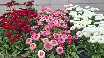 Фермерите от пазара пред Министерство на земеделието в София отварят врати за посетители