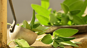 България: Дом на 770 вида лечебни растения