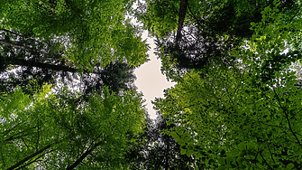 Новата гора на София: Засаждат 47 000 фиданки край Банкя