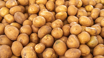 4000 тона излишък: Германия се дави в картофи и ги раздава безплатно