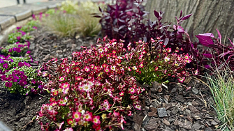 Хиляди нови цветя засади български град на една от най-дългите пешеходни зони в Европа (снимки)