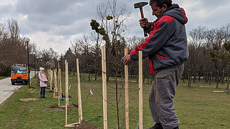 Искате да насадите дърво в града? Ето какви са правилата