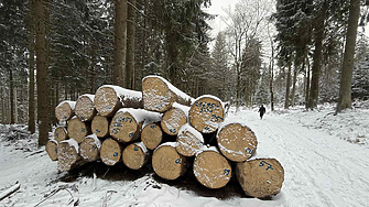 Експерт: Добивът на дървесина е рекордно нисък, използваният прираст е едва 41% 