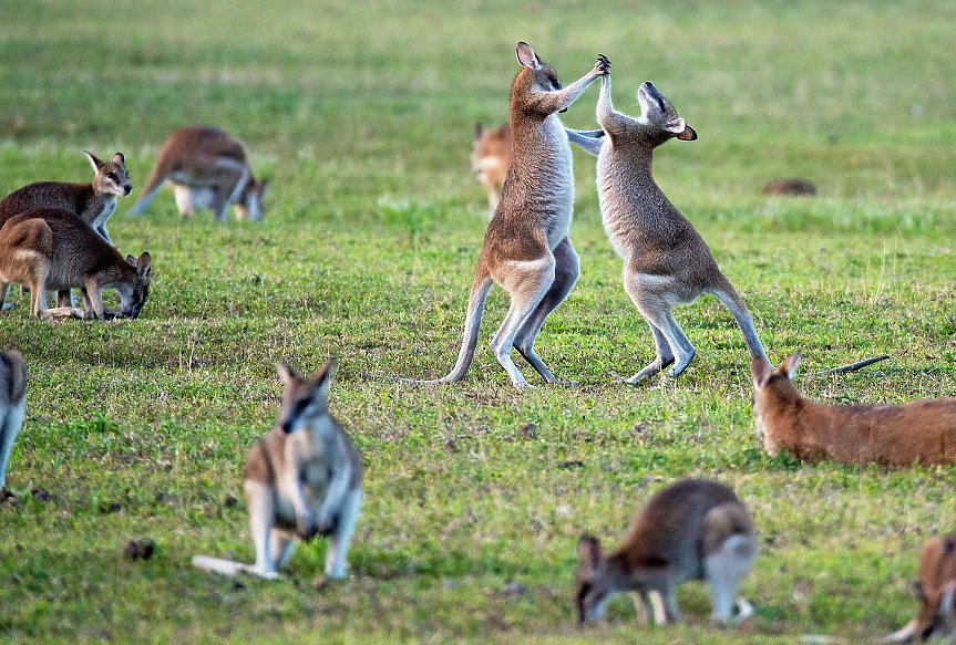 В Австралия има четири различни вида кенгуру, като червеното е най-голямото. Най-голямото червено кенгуру, виждано някога, е високо 2.1 и тежи 91 кг.