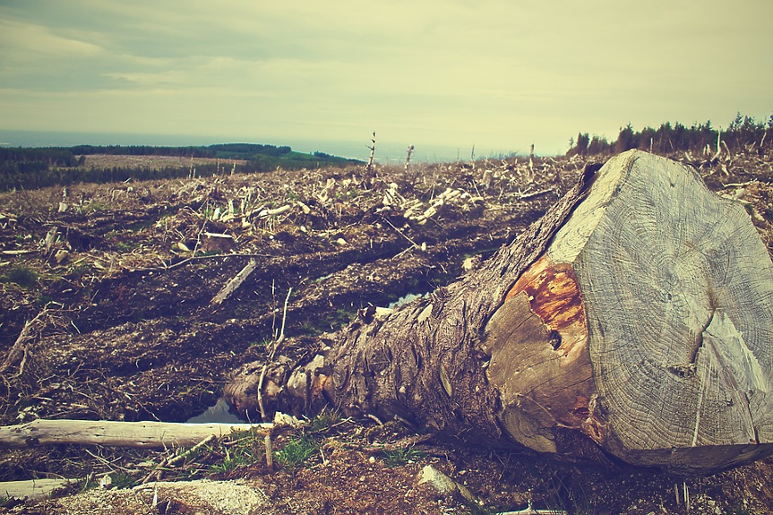 Водещите финансови компании продължават да подпомагат обезлесяването