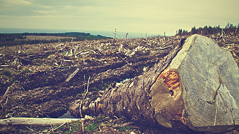 Водещите финансови компании продължават да подпомагат обезлесяването
