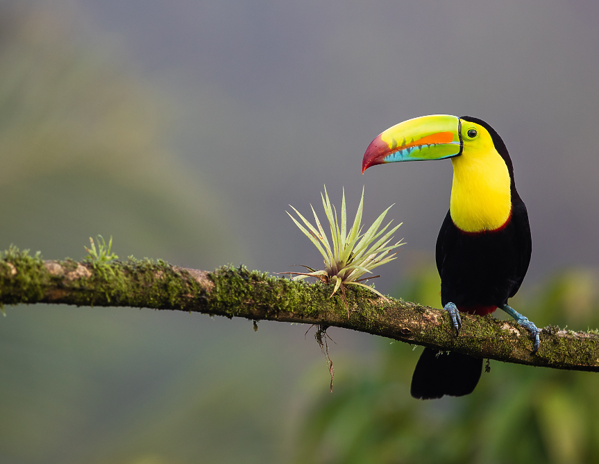 Коста Рика е страната с най-голямо биоразнообразие в света - с колосалните 500 000 вида диви животни, обитаващи територията й, много от които са класифицирани като редки или застрашени. 