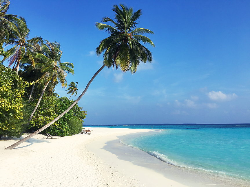 Кокосовото дърво е един от символите на Малдивите и за това има основателна причина. Широко разпространен в островната нация, кокосът осигурява сянка на плажовете, както и достатъчно здраво дърво за изграждане на традиционните лодки.