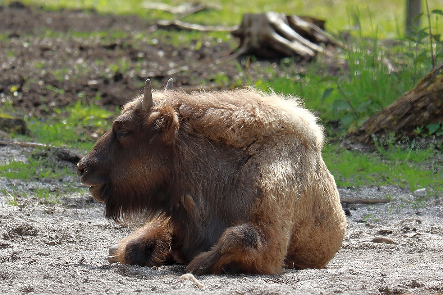 В Румъния живее най-големият бозайник в Европа. Европейският бизон, или зубър, тежи до 1200 кг и след като почти изчезва, днес преживява разцвет в няколко страни, включително Румъния. Страната има и най-голямата популация от кафяви мечки.