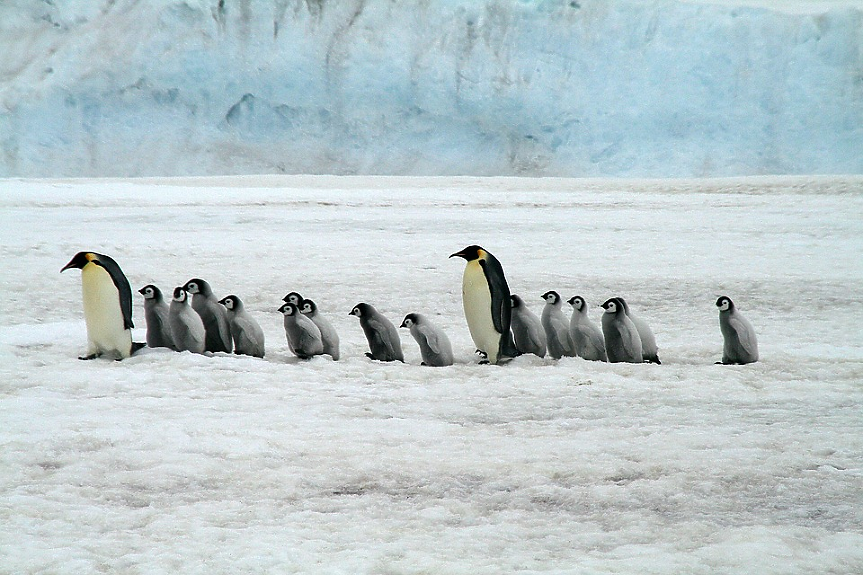 Императорските пингвини вече са защитен вид