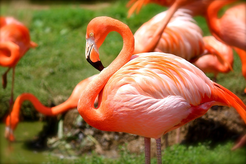 Паркът на Вила Инверници е едно от най-интересните места в Милано. Но знаете ли, че е и дом на колония от красиви екзотични птици? Собственикът на имението  внася розовите фламинго чак от Южна Африка в началото на 70-те години. 