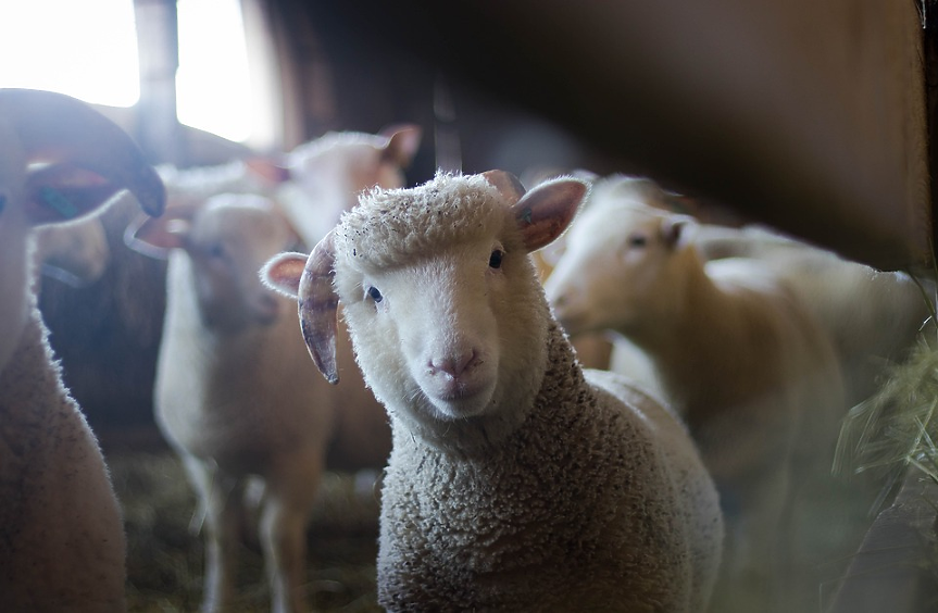 Как стадо овце от рядък вид се оказа с розово руно?