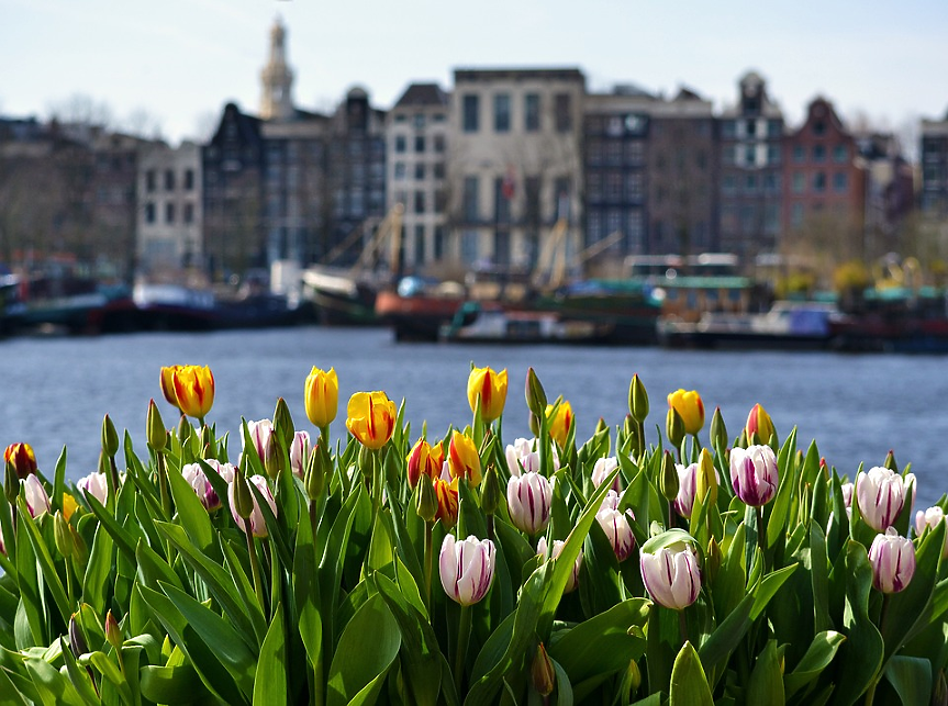 В Амстердам се намира единственият плаващ пазар за цветя в света. Това е една от най-оживените и ароматни части на града, като е отворена за посещение от понеделник до събота всяка седмица.