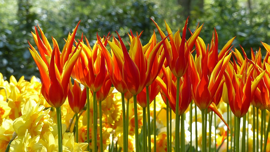 Националният ден на лалетата се отбелязва в чест на официалното цвете на страната с изложение на над 200 000 лалета на площад Dam в Амстердам.
