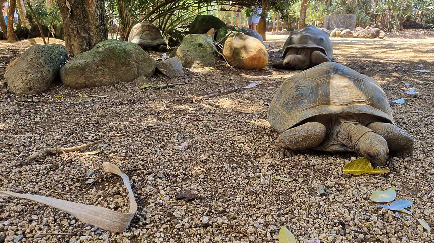 Природният парк La Vanille в Мавриций може да се похвали с най-голямата колекция отгледани в плен гигантски костенурки Алдабра. Те наброяват хиляди, а посетителите дори могат да ги погалят.                                                                  