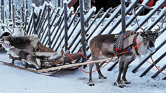 Uber предлага безплатни разходки с шейни и елени в Лапландия
