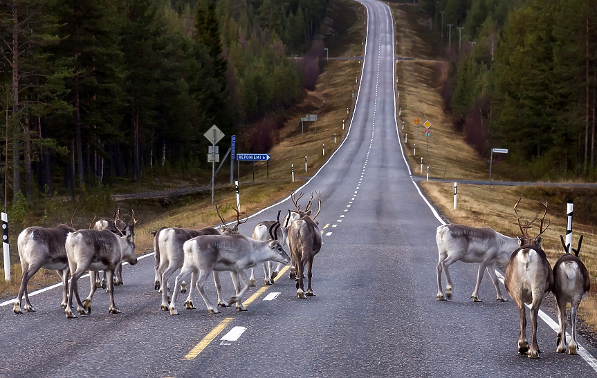 Броят на елените в Лапландия е малко по-голям от този на хората.