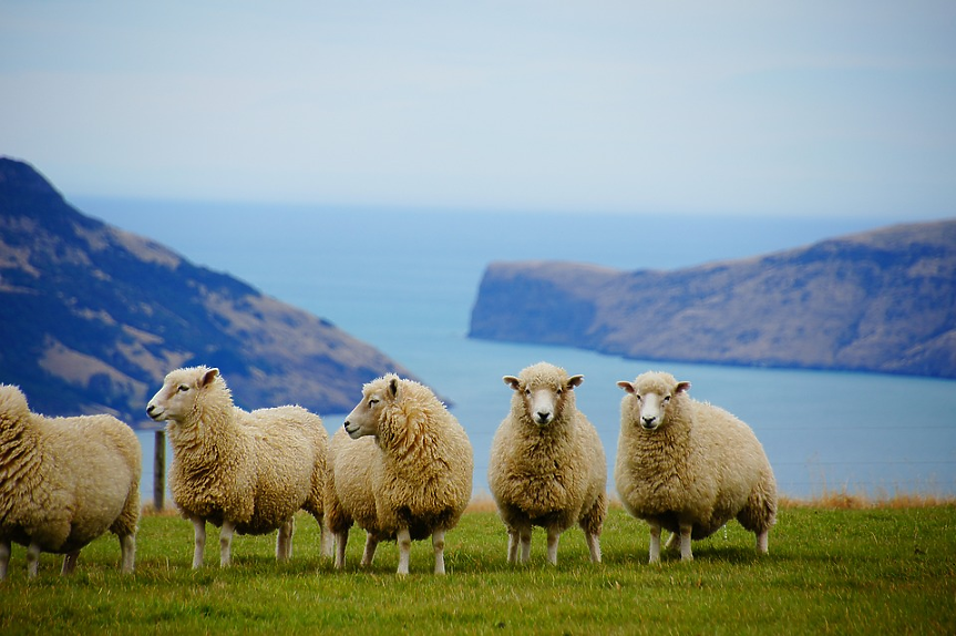 Нова Зеландия е с население от 5.1 милиона души, обитаващи територия от 268 021 кв. км. В страната има над 26 млн. овце, което означава, че на всеки човек се падат по 5 овце