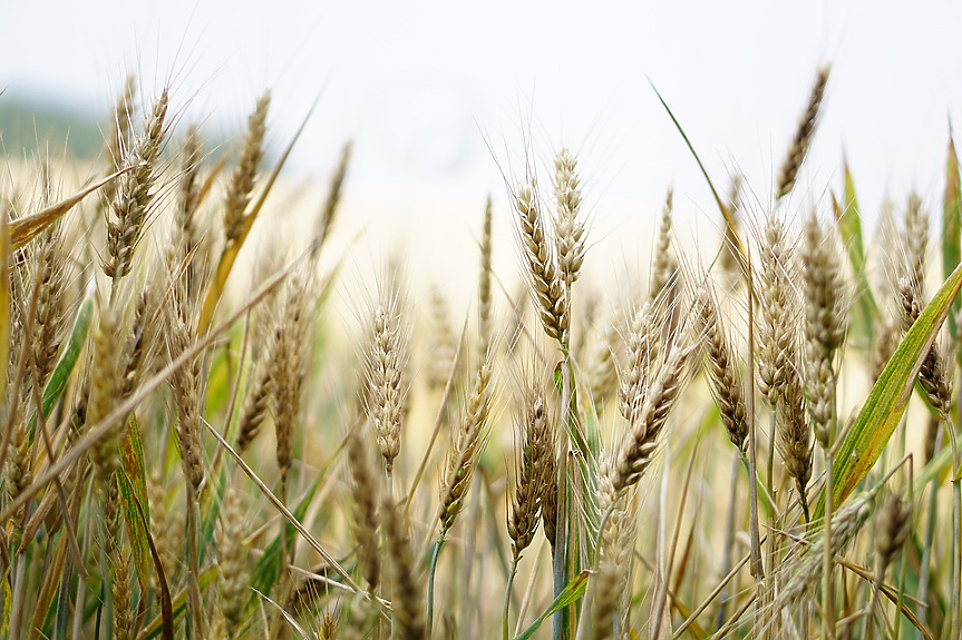 Джабал: Новата пшеница, издържаща на суша