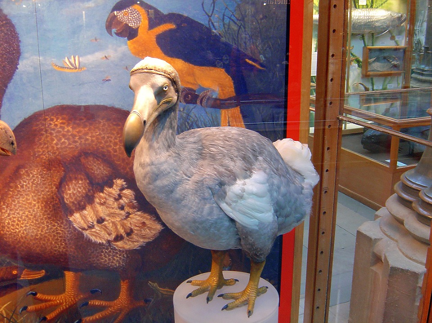 Стартъп ще опита да възкреси птицата додо, изчезнала през 17 век