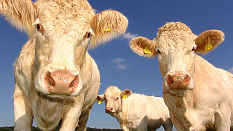 Китай успешно клонира три супер крави