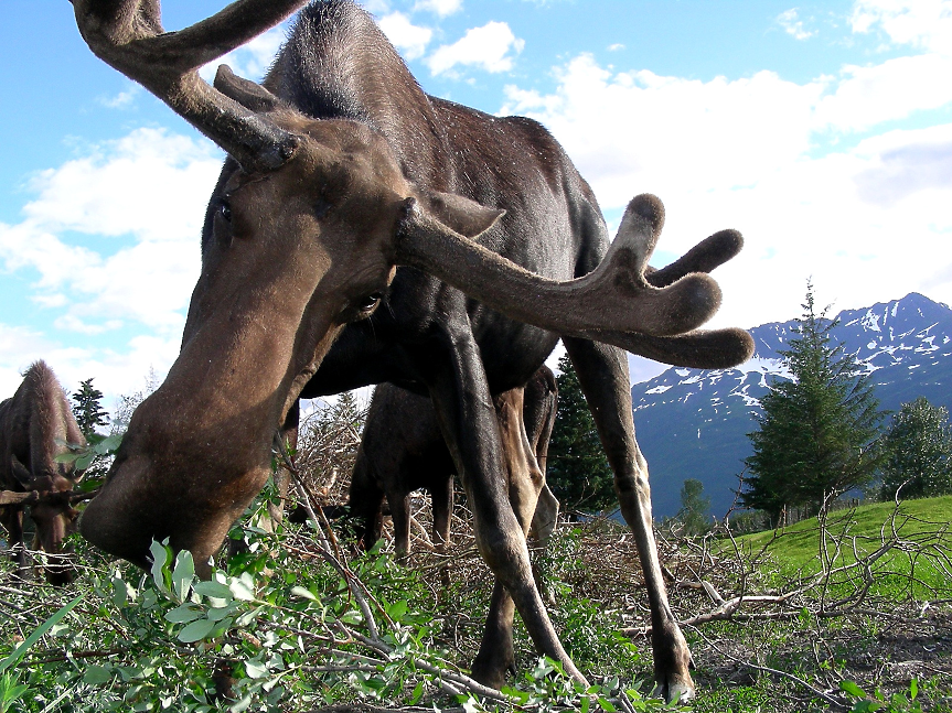 В Аляска има специални закони за лосовете. Забрането е бутането на лос от самолет, както и да се предлага бира на едрите животни.