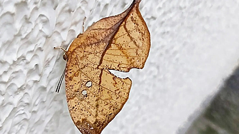 Kallima inachus: Пеперудата, която се преструва на изсъхнало листо