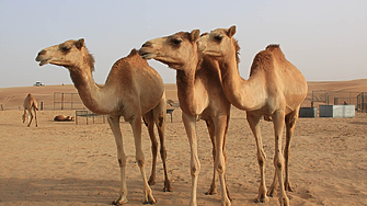 Защо клонирането на камили е голям бизнес в Дубай?