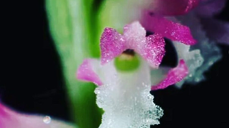 Откриха нов вид орхидея, чиито цветове изглеждат като от стъкло