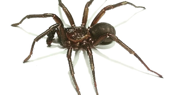 Рядък вид гигантски паяк, подобен на тарантула, забелязаха в Австралия