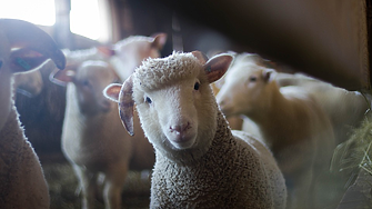 22.02.1997 г.: Ражда се първият клонинг на възрастен бозайник - овцата Доли