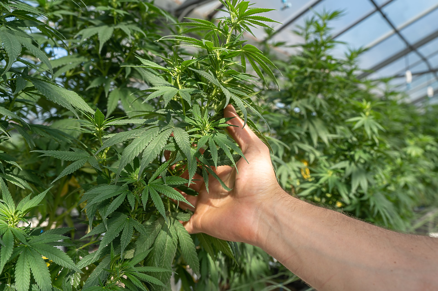 Още четири американски щата легализират марихуаната?
