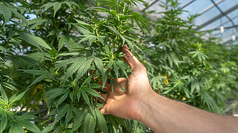 Още четири американски щата легализират марихуаната?