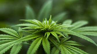 Как легализирането на марихуаната се отразява на имотния пазар?