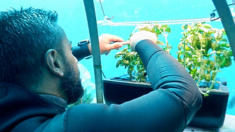 Градината на Немо: Бъдещето на земеделието е в морето