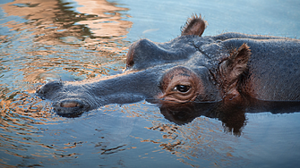 Колумбия плаща $3.5 млн., за да транспортира 70 хипопотама?