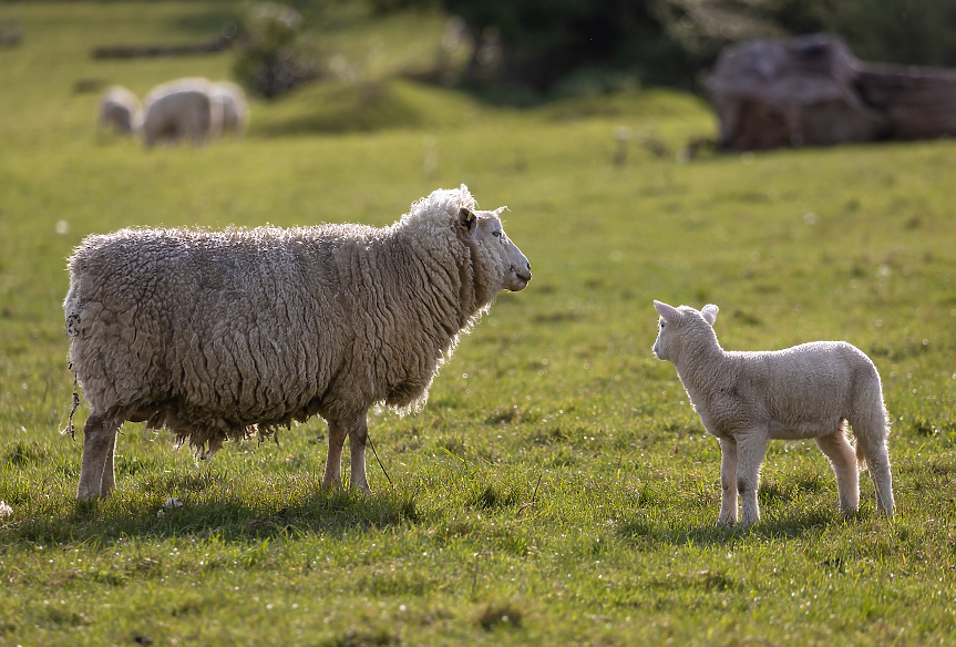 Стадо овце поддържа тревните площи на соларен парк в Косово